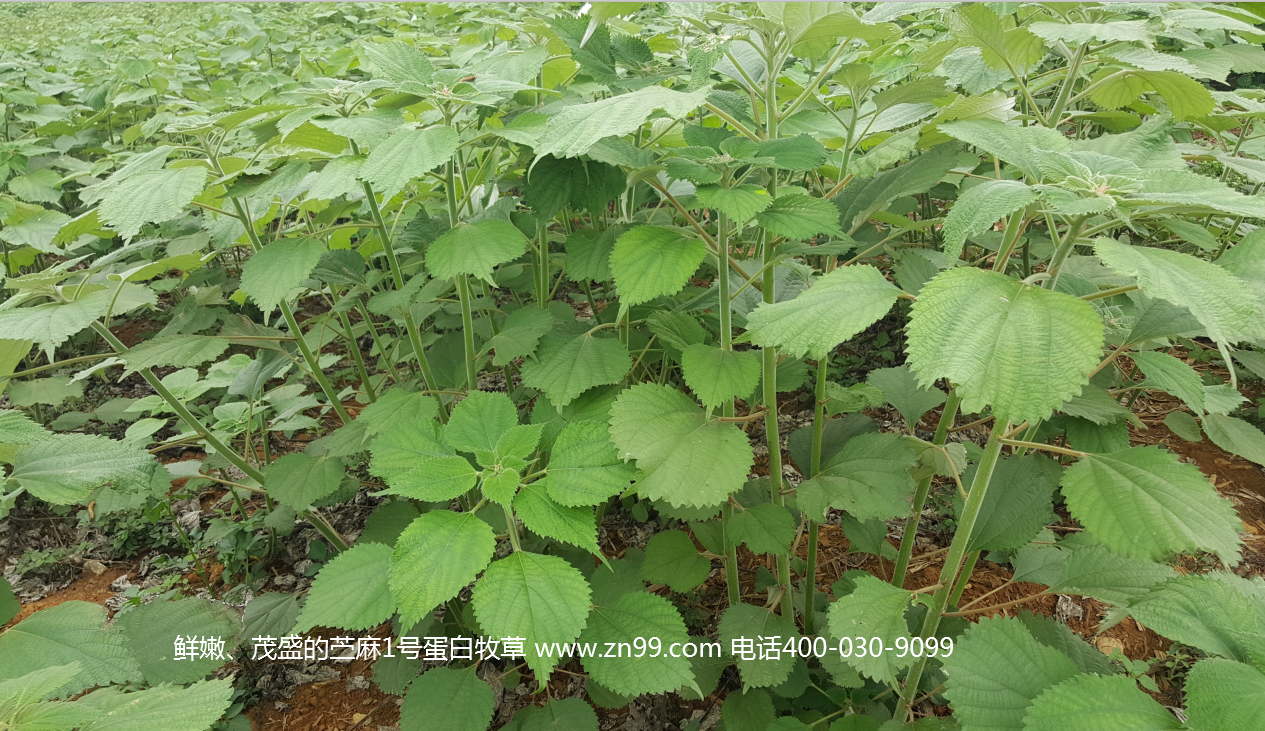苧麻1號(hào)蛋白牧草——高蛋白高氨基酸藥草兼用，四季多年生超高產(chǎn)牧草
