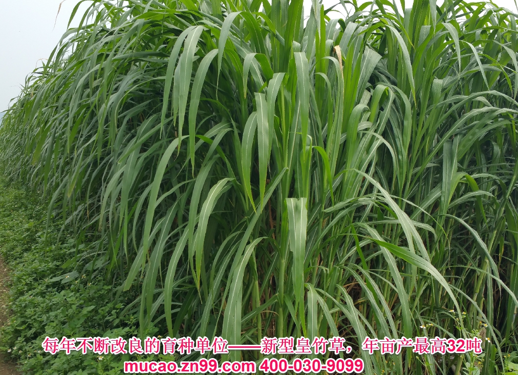 產(chǎn)量超高的牧草品種——新型皇竹草，熱研4號(hào)王草，產(chǎn)量超高的牧草品種，已經(jīng)暫停推廣