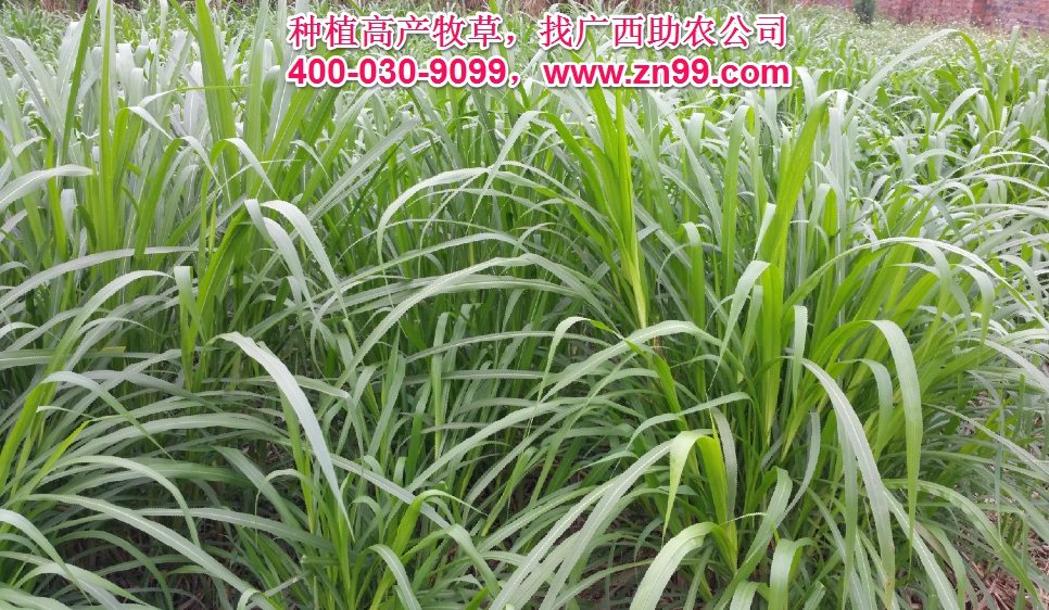 廣西助農(nóng)2026年優(yōu)質(zhì)高產(chǎn)牧草品種報(bào)價(jià)一覽表，種植高產(chǎn)牧草，有效降低養(yǎng)殖成本，提高肉質(zhì)提高效益！