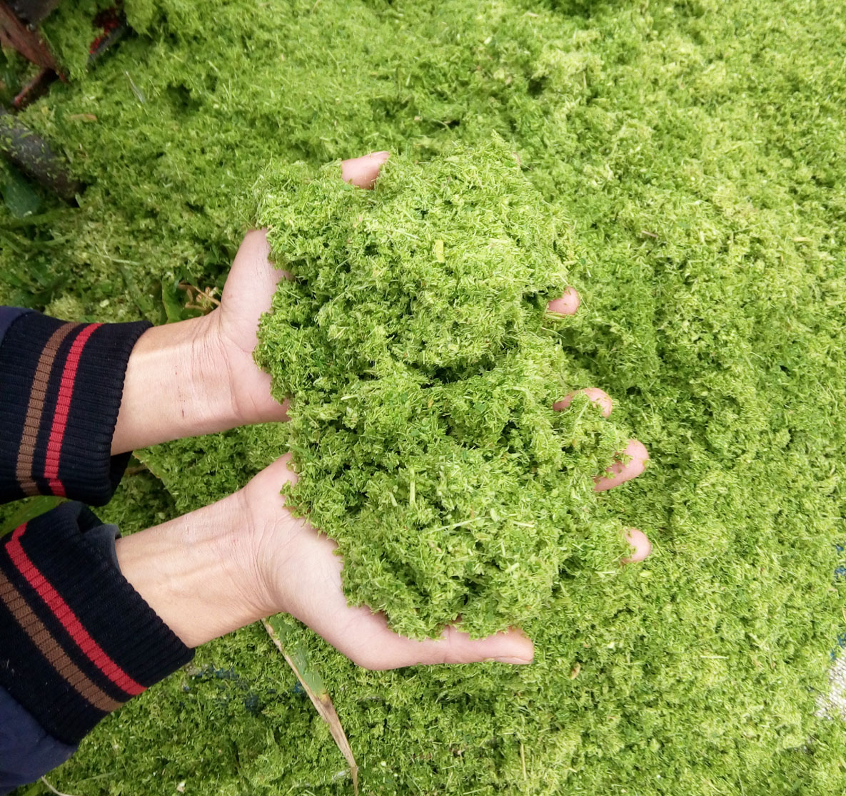 青綠牧草秸稈多功能超細(xì)粉碎打漿機(jī)小型中型大型各種機(jī)械齊全，養(yǎng)殖場(chǎng)夢(mèng)想中的降低飼料成本的好機(jī)器
