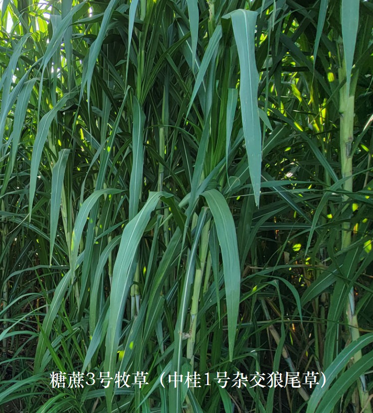 糖蔗3號(hào)牧草（中桂1號(hào)雜交狼尾草），禾本科多年生高產(chǎn)、高碳水化合物（高糖）新品種