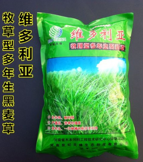 維多利亞多年生黑麥草---優(yōu)質(zhì)飼草、公園、庭園及小型綠地、高速護(hù)坡、河道護(hù)坡牧草