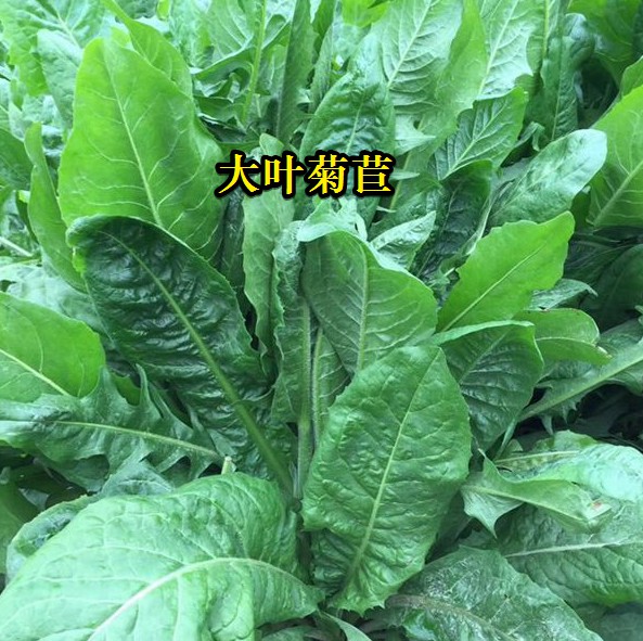 大葉菊苣----高蛋白質(zhì)含量，防畜禽拉稀、止瀉飼草
