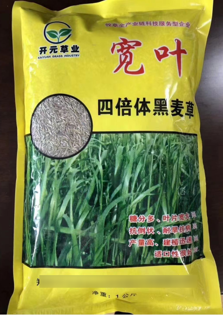 寬葉一年生四倍體黑麥草--耐低溫生長(zhǎng)，秋冬非常優(yōu)質(zhì)的牧草
