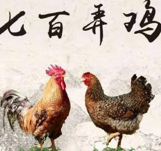 七百弄雞——一吃難忘的優(yōu)質肉雞品種，廣西壯族自治區(qū)河池市大化縣特產(chǎn)，全國農(nóng)產(chǎn)品地理標志
