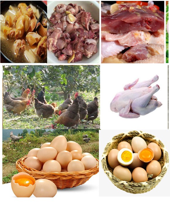 優(yōu)質肉雞——采用微生物技術（發(fā)酵飼料、益生菌保健、中草藥無抗養(yǎng)殖等）放養(yǎng)養(yǎng)殖的各種土雞、閹雞、項雞、老水雞等，肉質自然濃香一吃不忘