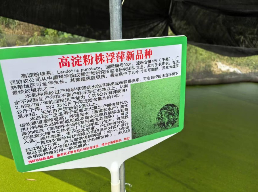 飼料型浮萍新品種：高淀粉株系（紫萍）：Landotia punctata，國(guó)際編號(hào)0001，淀粉含量最高可達(dá)45%