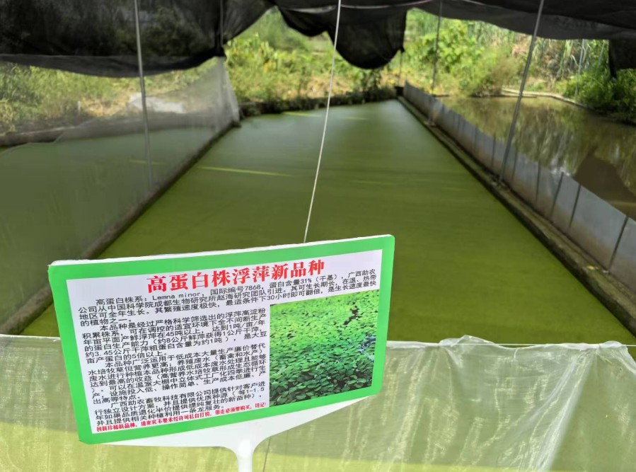 飼料型浮萍新品種：高蛋白株系：Lemna minor，國(guó)際編號(hào)7868，粗蛋白含量最高31%