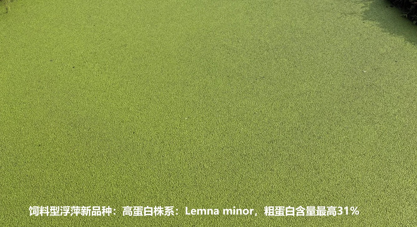 飼料型浮萍新品種：高蛋白株系：Lemna minor，國(guó)際編號(hào)7868，粗蛋白含量最高31%.jpg
