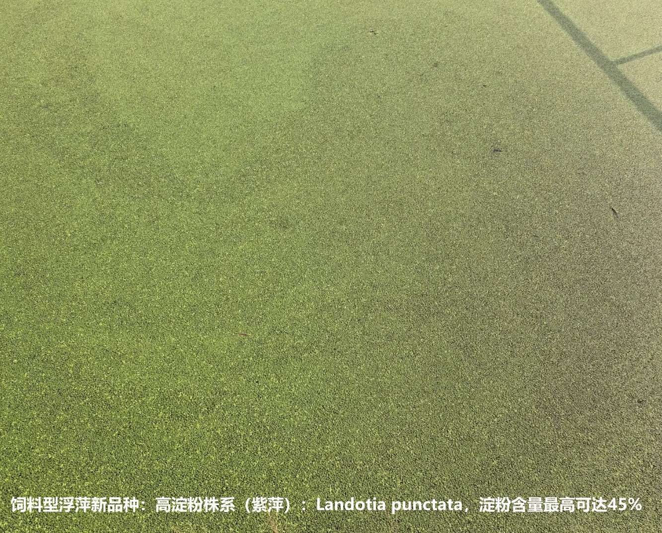 飼料型浮萍新品種：高淀粉株系（紫萍）：Landotia punctata，國(guó)際編號(hào)0001，淀粉含量最高可達(dá)45%.jpg