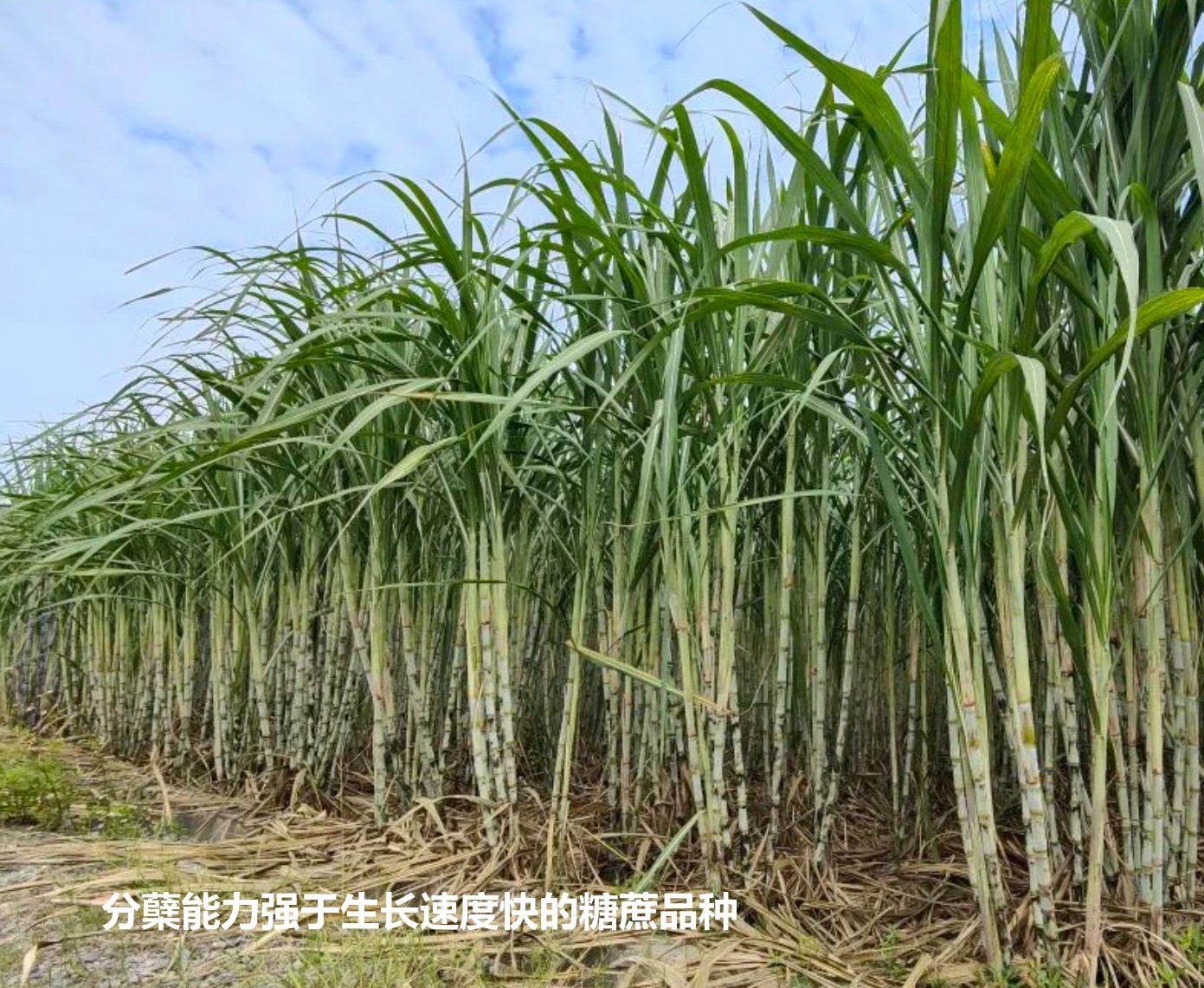 分蘗能力強(qiáng)于生長(zhǎng)速度快ID糖蔗品種.jpg