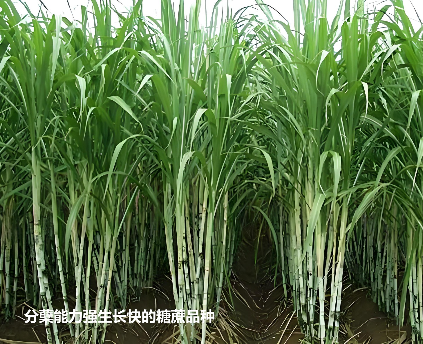 分蘗能力強(qiáng)于生長速度快的糖蔗品種3.jpg