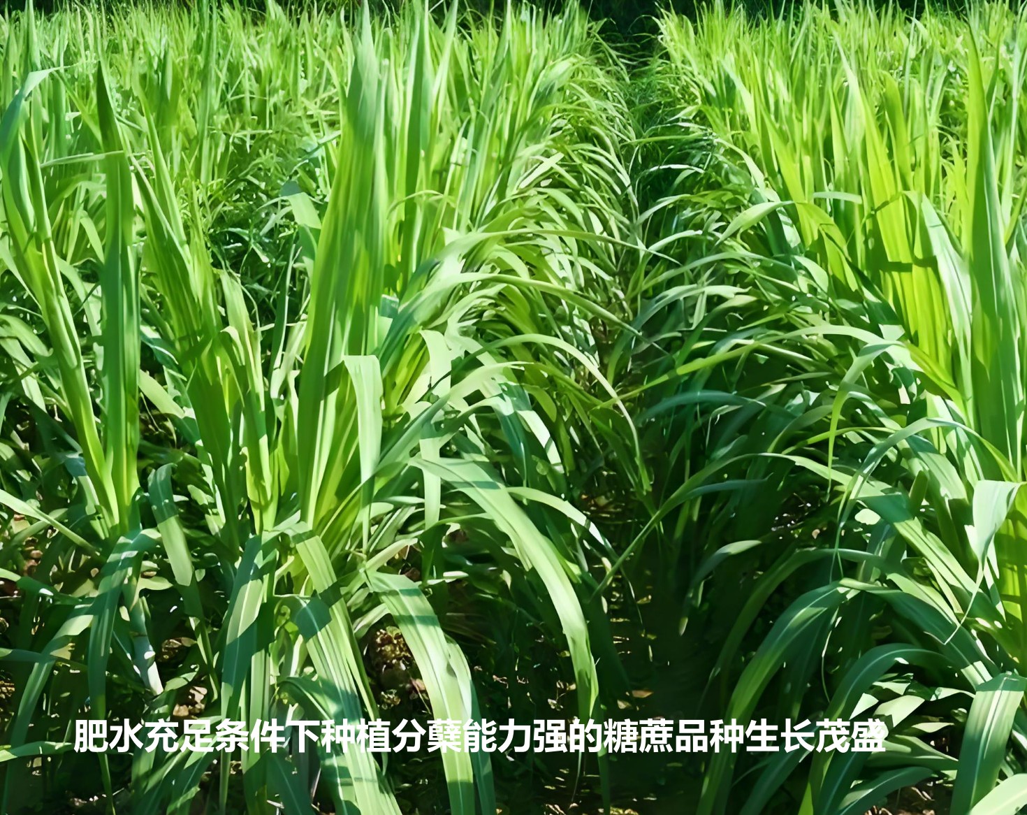 肥水充足條件下種植分蘗能力強(qiáng)的糖蔗品種生長茂盛.jpg