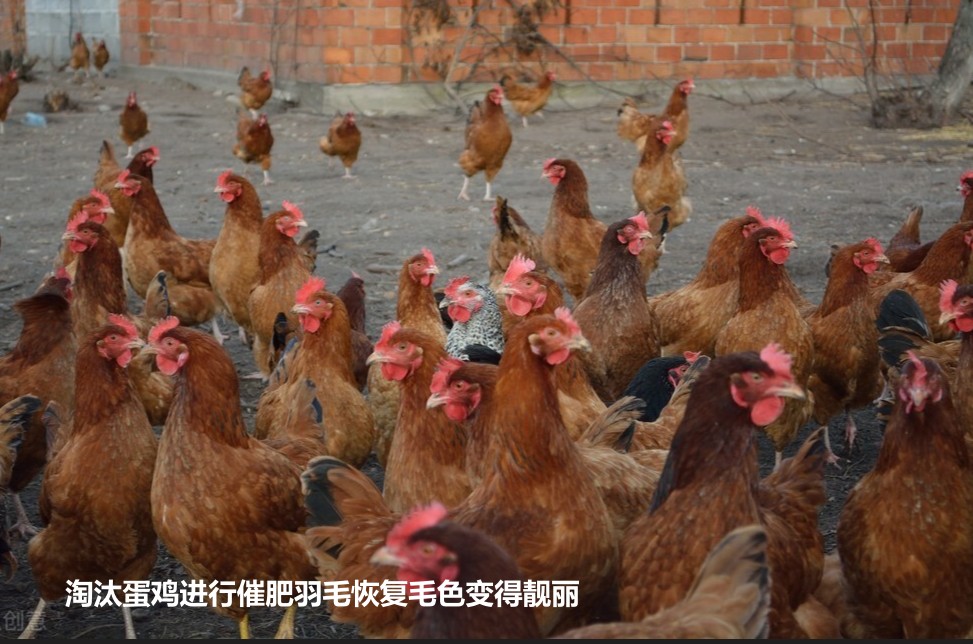 淘汰蛋雞進行催肥羽毛恢復毛色變得靚麗.jpg