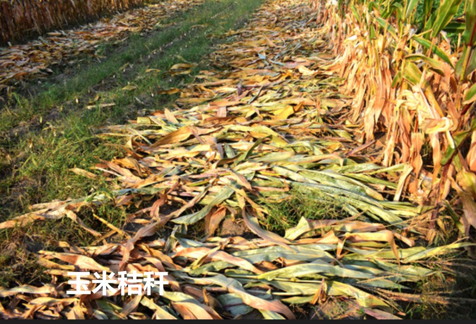 玉米秸稈.jpg