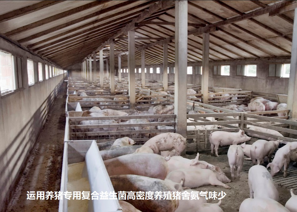 運(yùn)用養(yǎng)豬專(zhuān)用復(fù)合益生菌高密度養(yǎng)殖豬舍氨氣味少.jpg