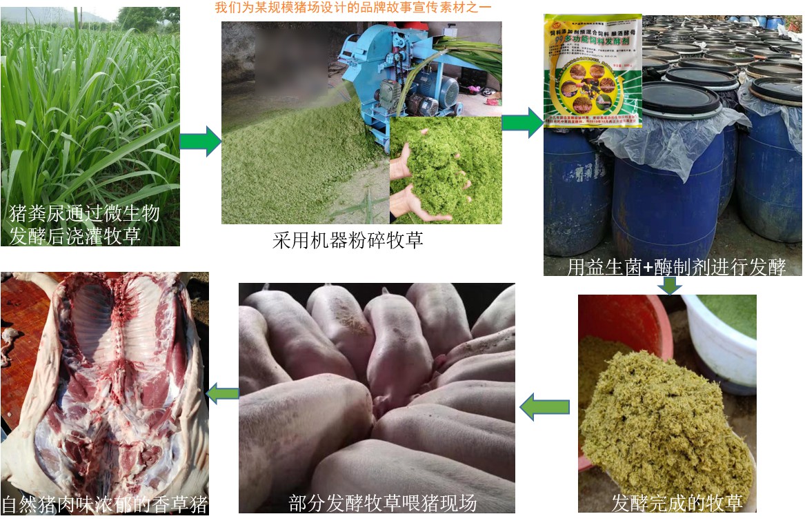我們?yōu)槟骋?guī)模豬場(chǎng)設(shè)計(jì)的品牌故事宣傳素材之一.jpg