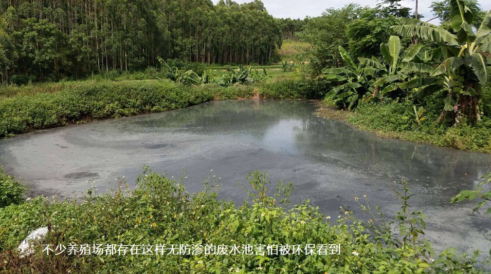 不少養(yǎng)殖場都存在這樣無防滲的廢水池害怕被環(huán)?？吹?jpg