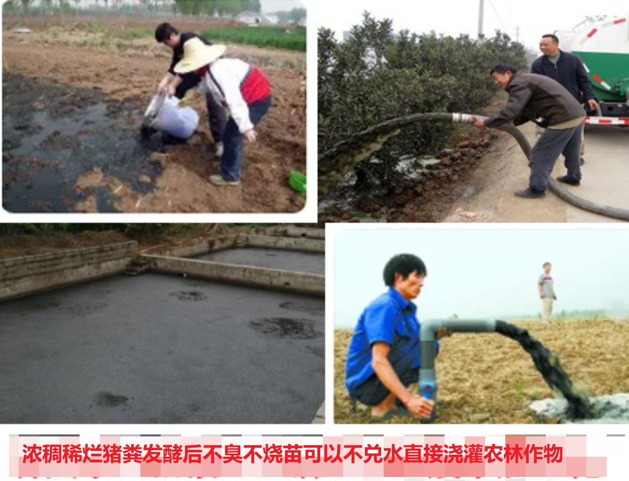 濃稠稀爛豬糞發(fā)酵后不臭不燒苗可以不兌水直接澆灌農(nóng)林作物.jpg