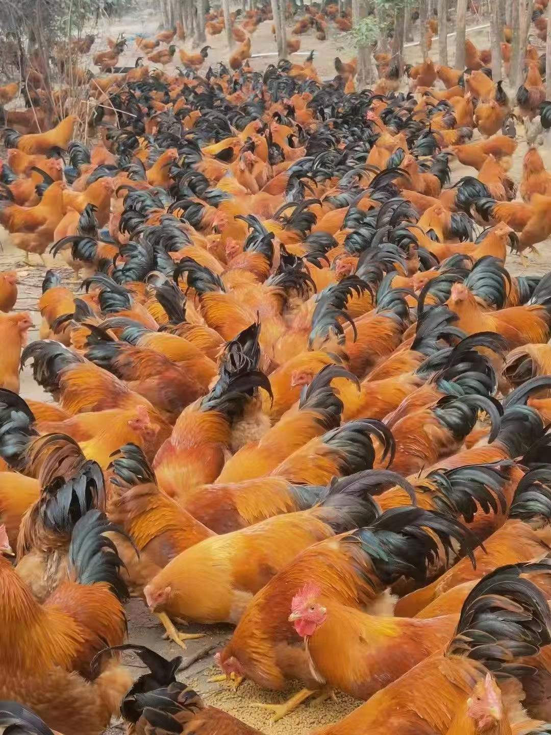 吃發(fā)酵飼料的閹雞.jpg