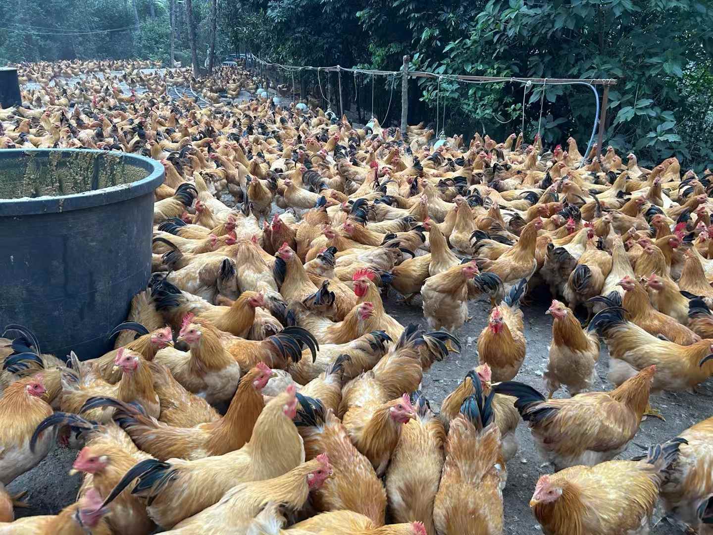 發(fā)酵飼料養(yǎng)雞降本增效明顯，雞場(chǎng)不臭雞病少雞肉香1.jpg