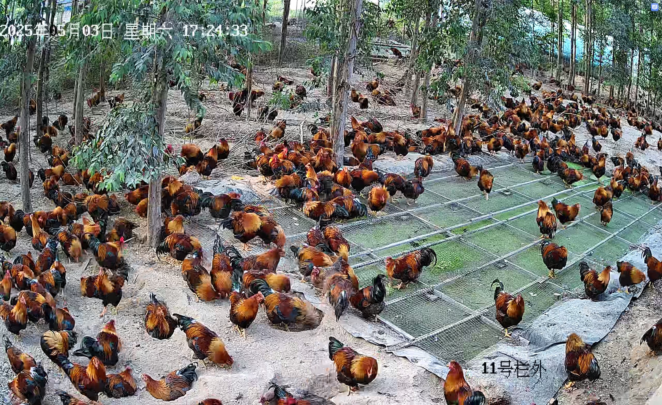 養(yǎng)雞運動場生產(chǎn)浮萍2.jpg