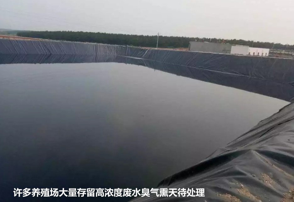 許多養(yǎng)殖場(chǎng)大量存留高濃度廢水臭氣熏天待處理.jpg
