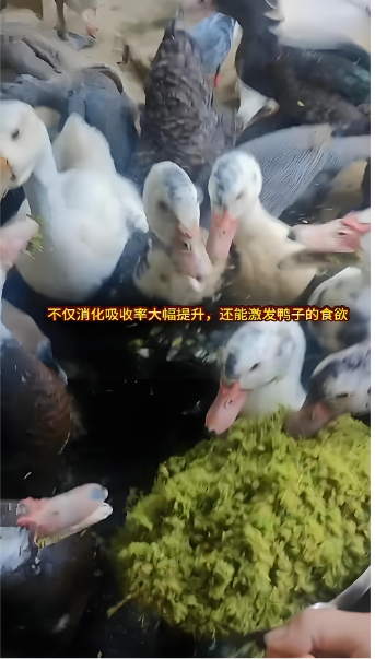 e0138ea1-52ba-4b97-b812-5f21f14eaa3a.png