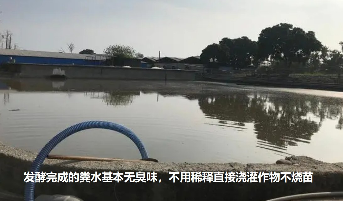 發(fā)酵完成的糞水基本無臭味，不用稀釋直接澆灌作物不燒苗.jpg