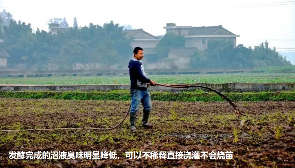 發(fā)酵完成的沼液臭味明顯降低，可以不稀釋直接澆灌不會(huì)燒苗.jpg