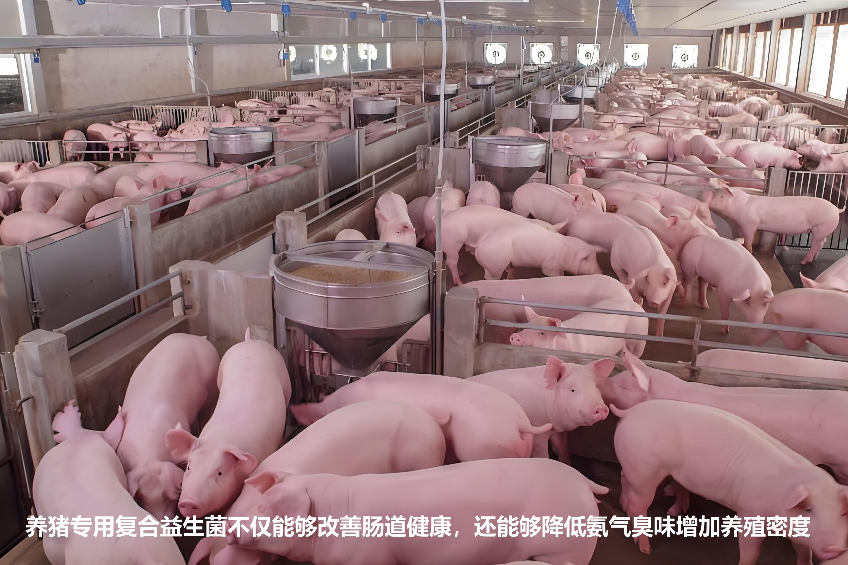 養(yǎng)豬專用復合益生菌不僅能夠改善腸道健康，還能夠降低氨氣臭味增加養(yǎng)殖密度.jpg